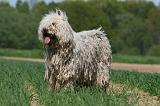 KOMONDOR 080